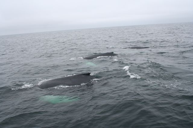 whale31